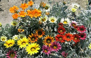 Gazania briljantna dobro uspijeva na cvjetnjacima