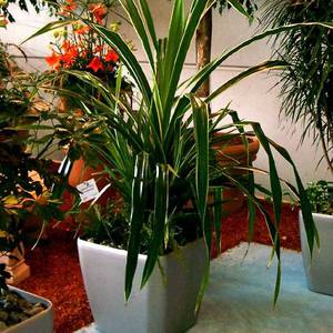 Pandanus kod kuće - kako pravilno uzgajati biljku?