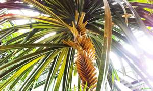 Pandanus nije zahtjevna biljka.