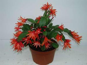 Cvjetni decembrist ili Zygocactus