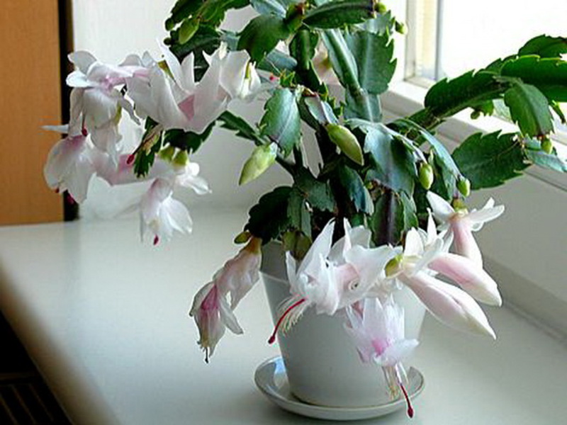 Bijeli decembrist Cvjetni decembrist ili Zygocactus