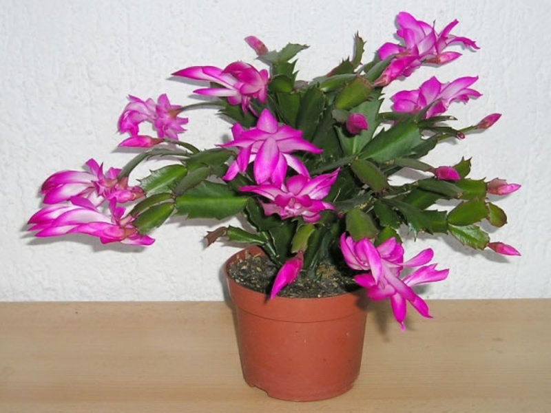 Zigocactus cvjeta Cvjetovi zigokaktusa