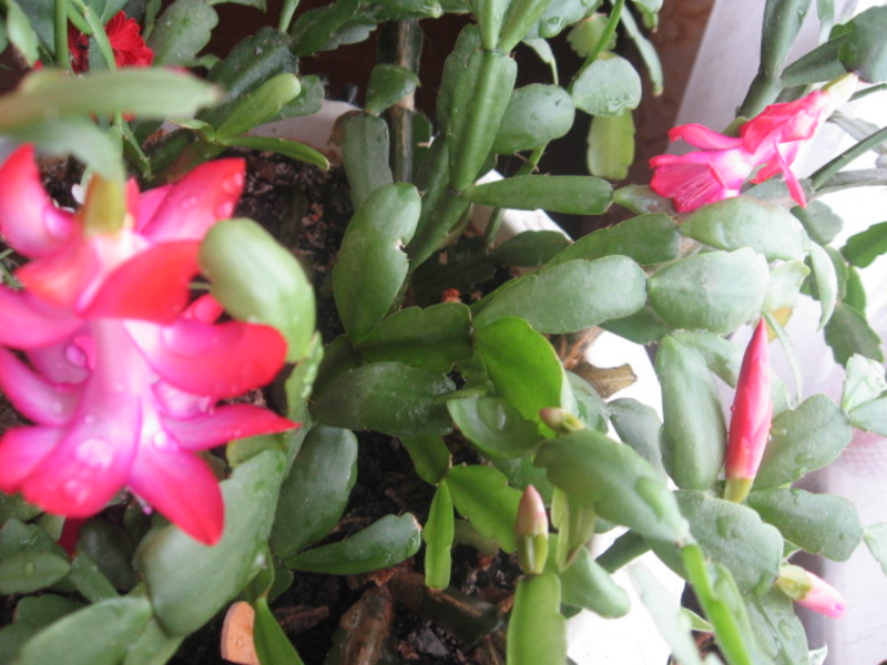 Briga za Zygocactus kod kuće Zigokaktus kod kuće