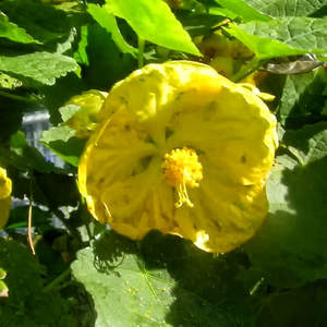 Kako pravilno njegovati abutilon