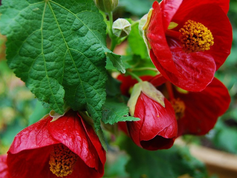 Kako uzgajati abutilon