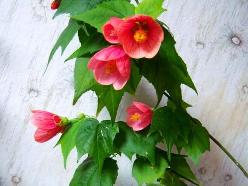 Pravila zalijevanja Abutilonom