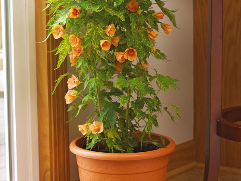 Cvatući abutilon u kući