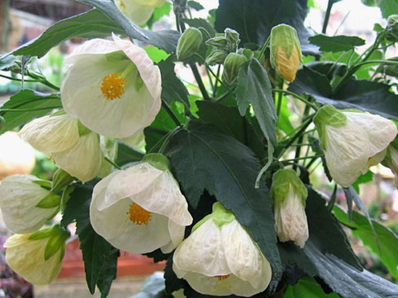 Sorte biljaka Abutilon