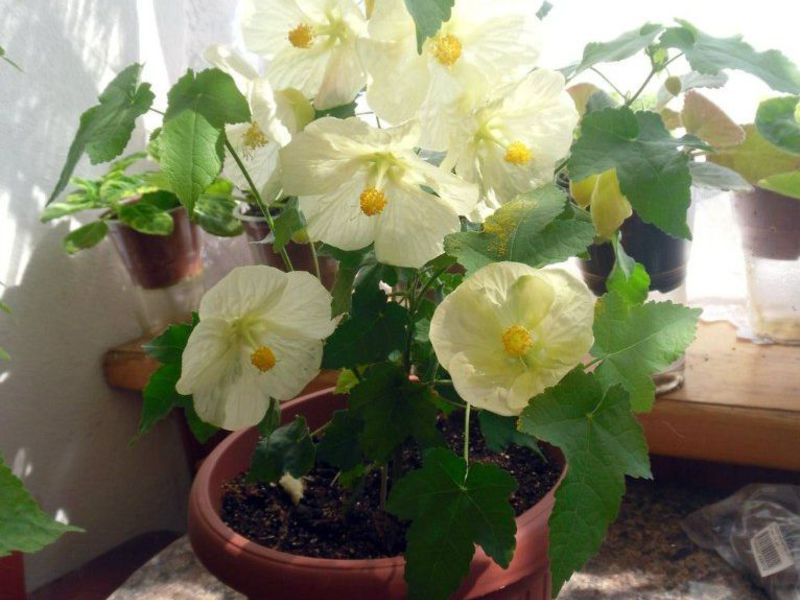 Presađivanje cvijeta Abutilon