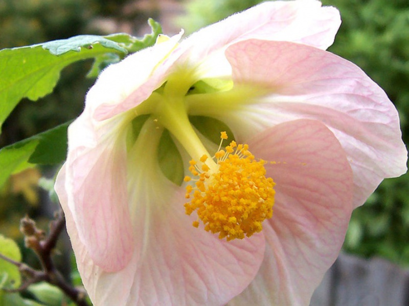 Briga za unutarnji abutilon