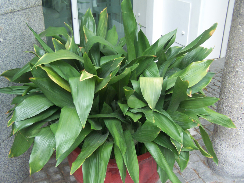 Aspidistra s tamnozelenim lišćem Aspidistra s tamnozelenim lišćem