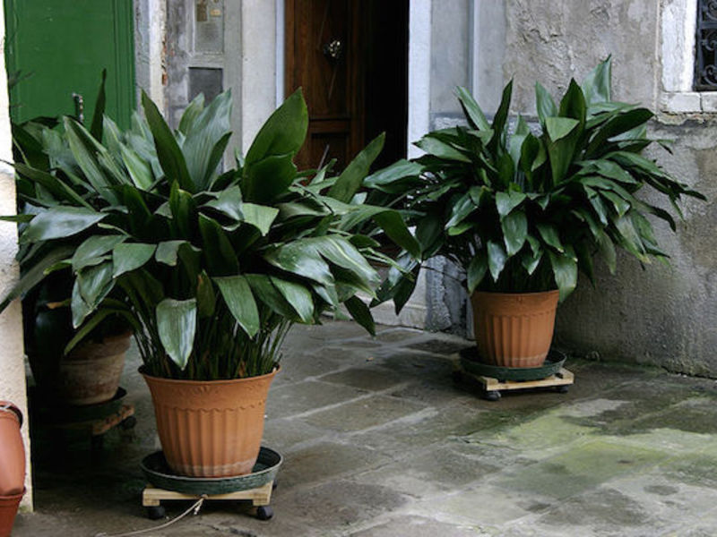 Opis biljke aspidistra Cvjeta li aspidistra