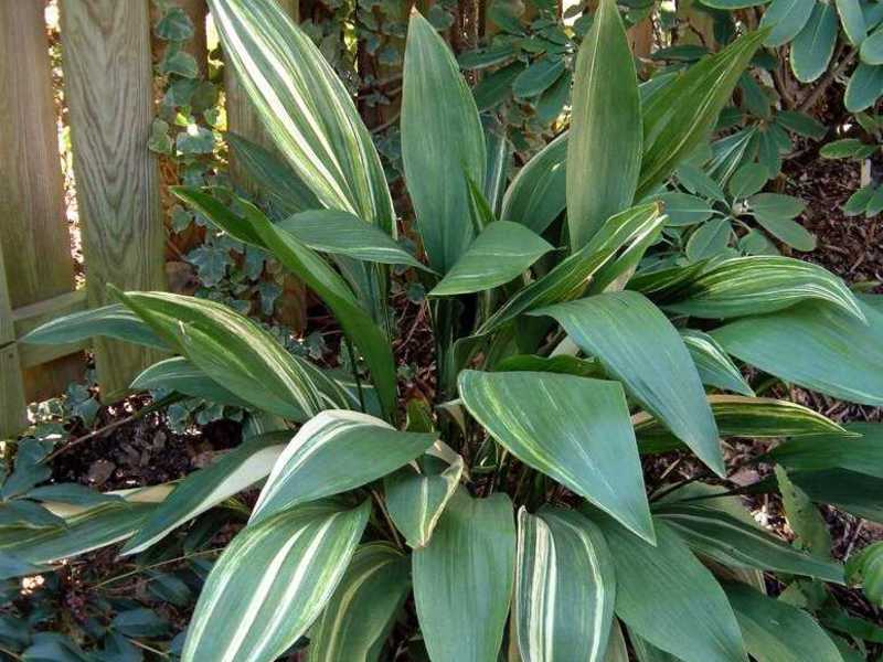 Aspidistra s tamnozelenim lišćem Aspidistra visoka