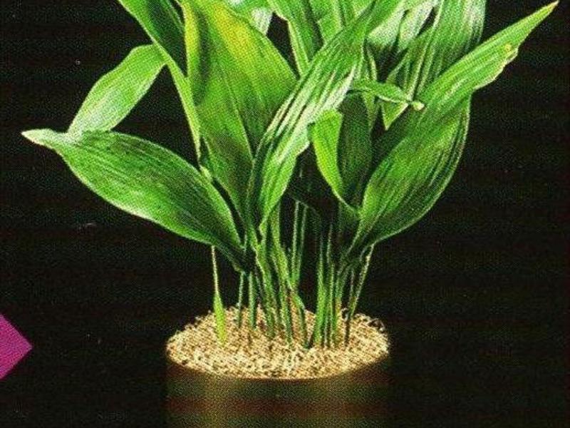Kako raste Aspidistra Sorte i sorte aspidistre