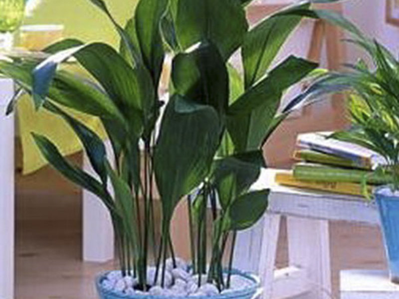 Aspidistra visoka Nepretenciozna biljka aspidistre
