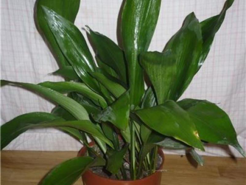 Što je Aspidistra Što voli aspidistra