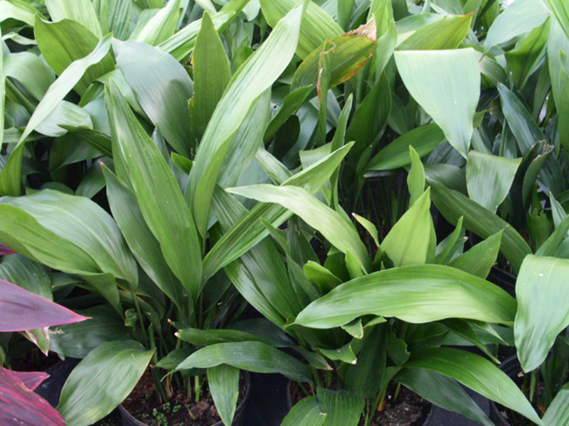 Kako raste Aspidistra Aspidistra biljne sorte