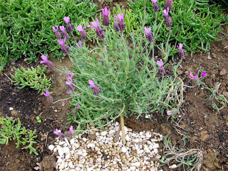 Francuska je lavanda također vrlo aromatična Uzgajanje lavande