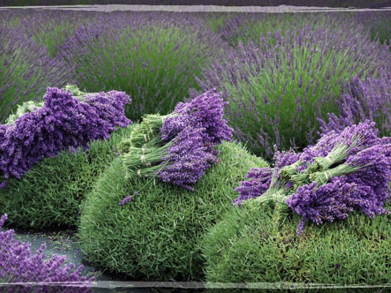 Kako raste lavanda Uzgajanje lavande