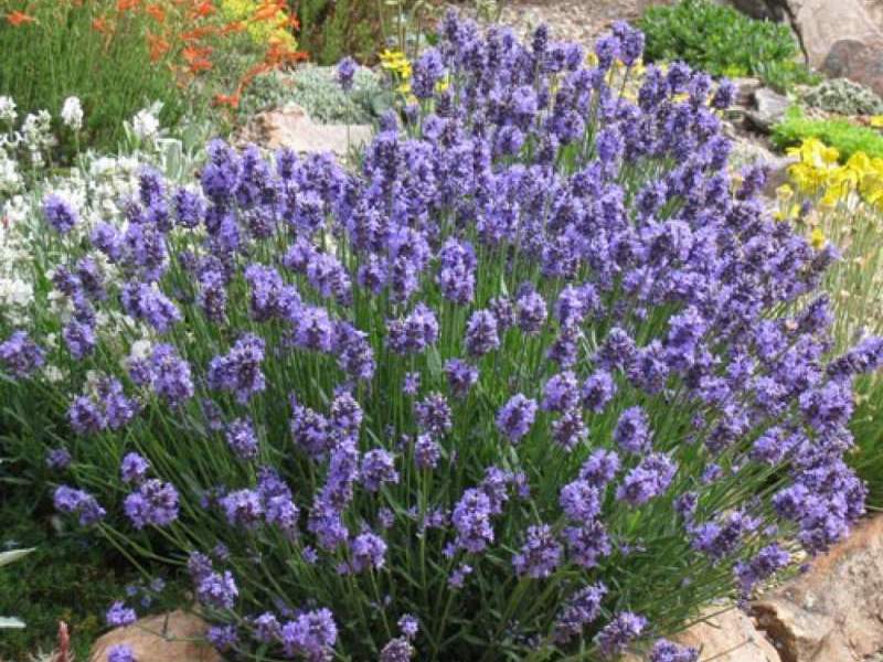 Kako se koristi lavanda Kako se koristi biljka lavanda