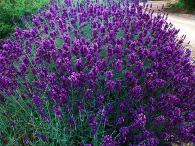 Koja svojstva ima lavanda? Lavanda, planinska lavanda
