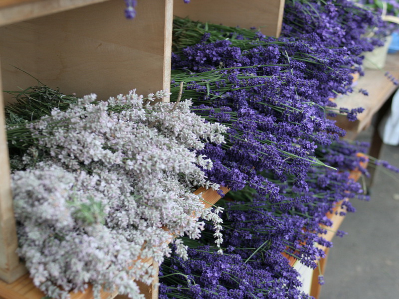 Zašto saditi lavandu Kako se koristi lavanda
