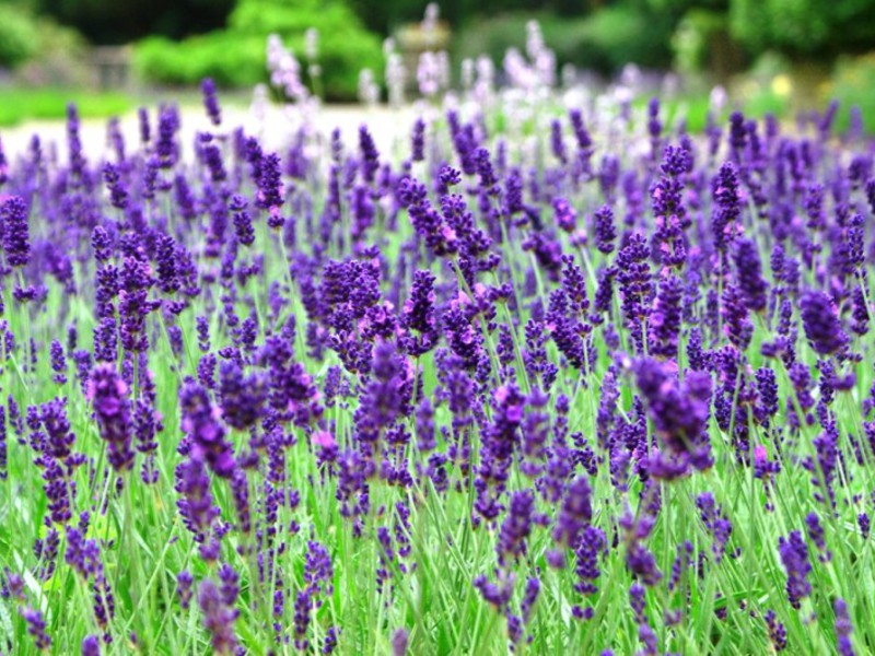 Uzgajanje lavande Mirisna lavanda