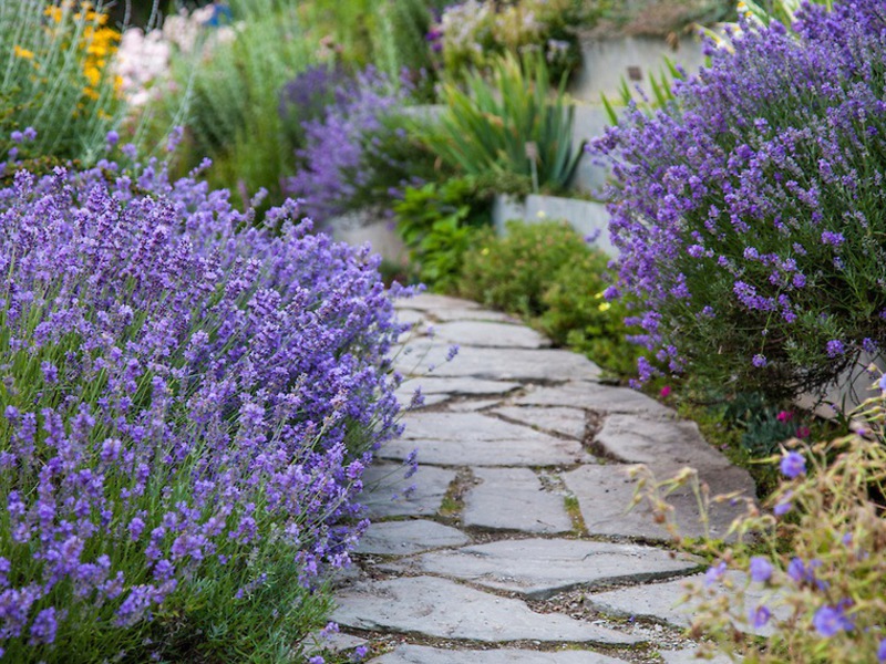 Lavanda: odabir mjesta sadnje i priprema tla Kako saditi lavandu