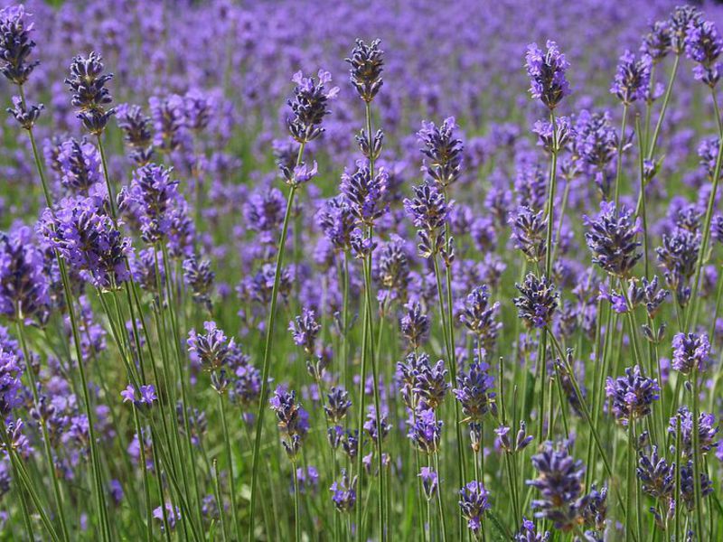 Cvjetovi plave lavande Rascvjetana lavanda