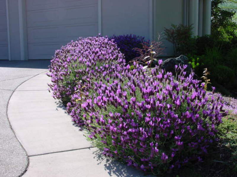 Aromatična lavanda Polje lavande