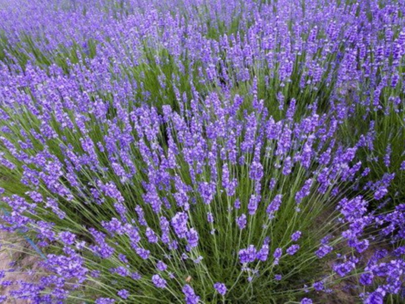 Kako lavanda cvjeta Kako raste lavanda