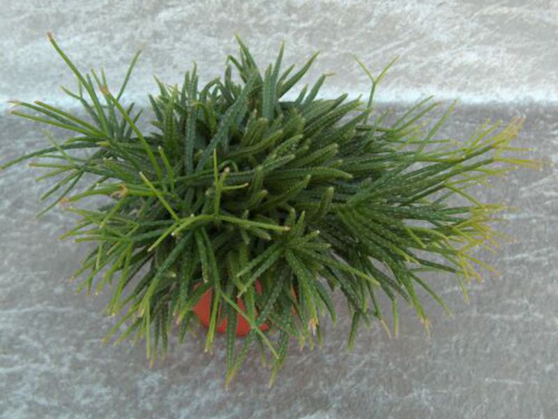 Cvijet ripsalisa Cvjeta li ripsalis