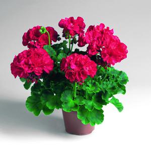 Zona pelargonija - to su svijetlocrveni cvjetovi, vrlo bujni.