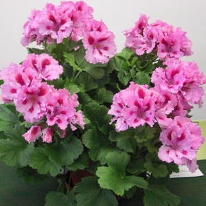 Geranium royal ima vrlo zanimljive boje.