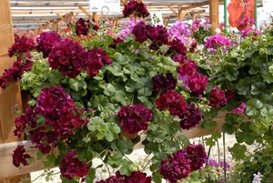 Bršljanov geranij je još jedna vrsta kućnog pelargonija.