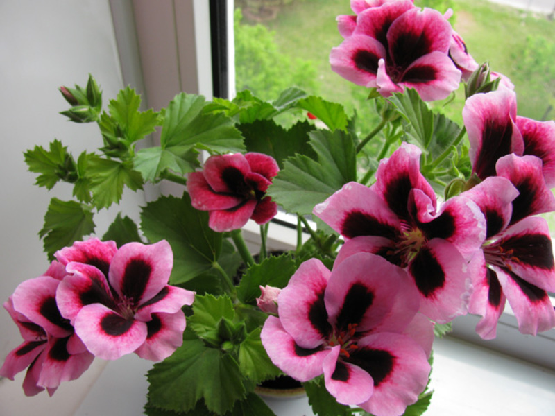 Vrlo lijepa kraljevska pelargonija u cvatu Prekrasna kraljevska pelargonija postat će sjajni vrhunac u vašem domu.