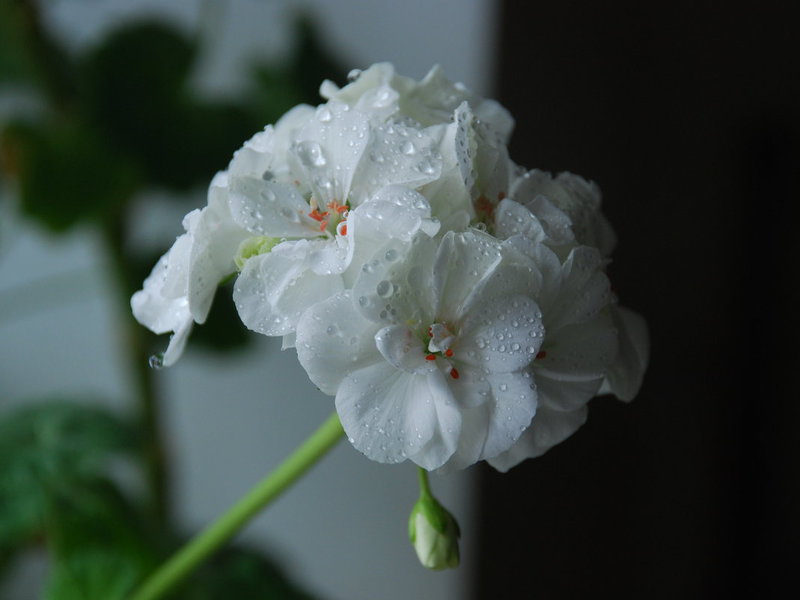 Cvijet bijele pelargonije Bijela pelargonija - cvijet se može vidjeti na fotografiji.