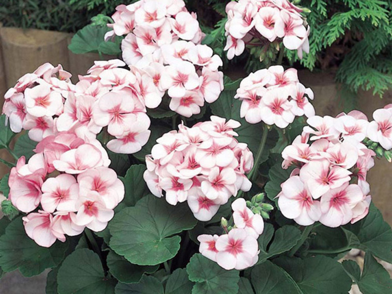 Geranium ili Pelargonium u posudama Pelargonije u saksiji možete vidjeti u gotovo svakom domu.