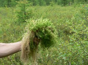 Sphagnum - vrsta mahovine