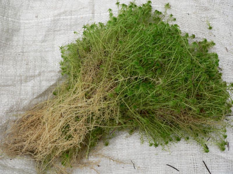 Sphagnum mahovina - biljke nakon berbe Sphagnum kod kuće treba raširiti da se osuši