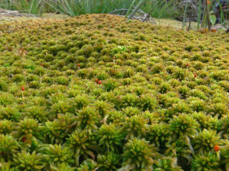Kako raste sfagnum - fotografija livade obrasle mahovinom. Sphagnum raste vrlo zanimljivo.