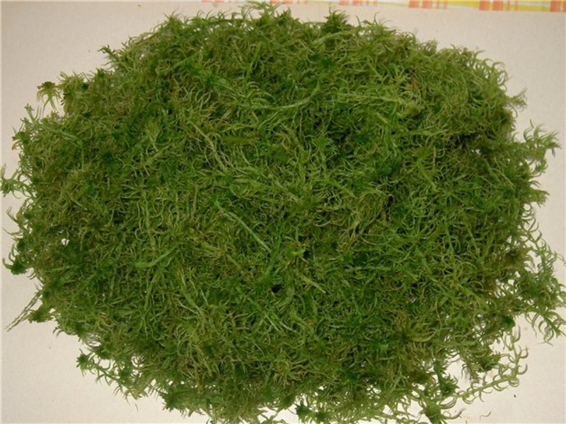 Sphagnum je spreman za sušenje Sphagnum se uklanja iz korijena prije sušenja.