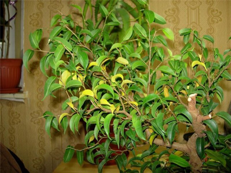 Ficus ostavlja požutelo Kako se brinuti za fikus