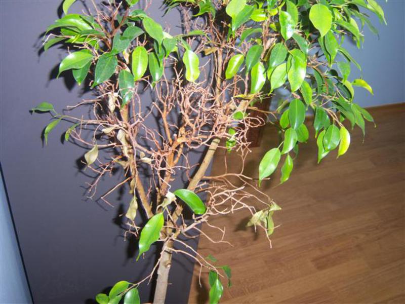 Lišće Ficus benjamin pada Ficus benjaminove bolesti