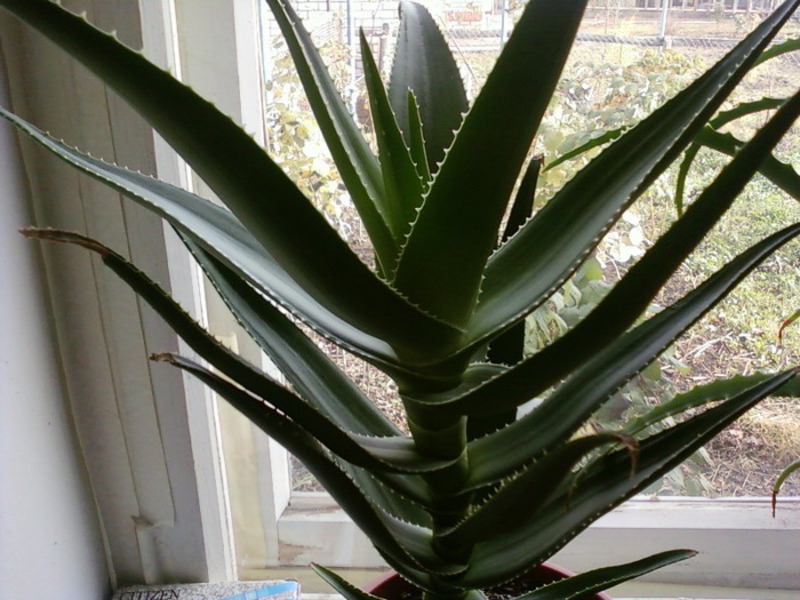 Sorta aloe Svojstva aloje