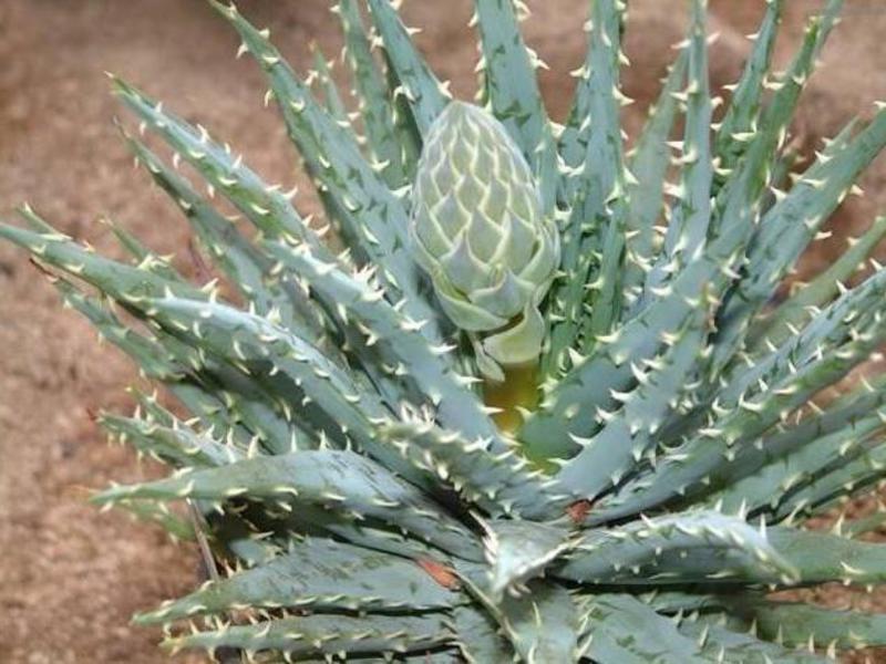 Kako uzgajati aloju kod kuće Kako se koristi sok od aloe?