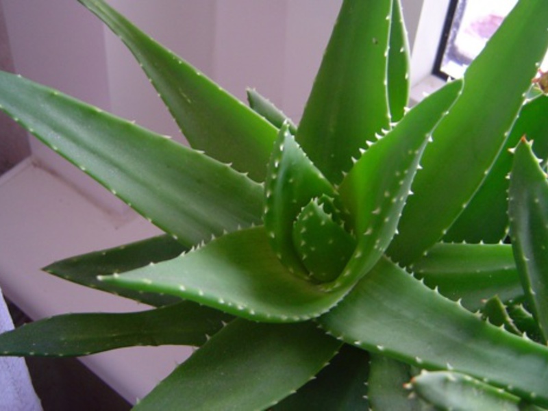 Izgled aloe vere Aloja liječi rane i upale
