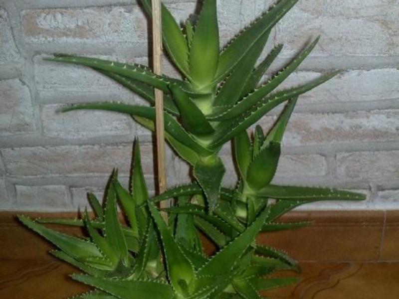 Sorta aloe Sok od aloe