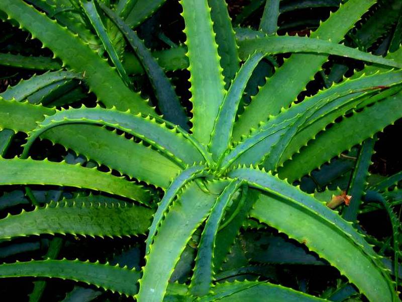 Sorta aloe i njihova svojstva Vrste aloje