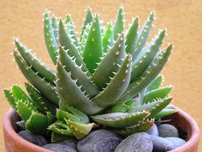 Ljekovite sorte aloe Koja svojstva ima aloja?